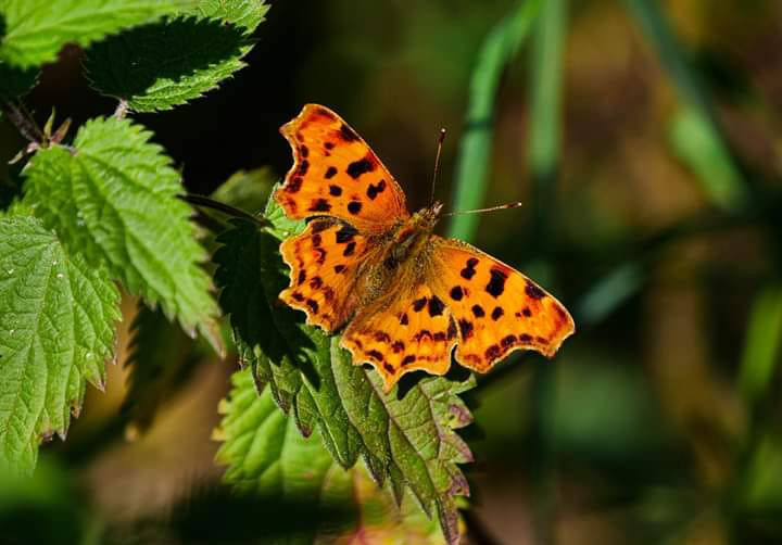 The Comma Butterfly - once almost extinct through loss of its favourite habitat - the Hop Gardens in Kent, making a comeback here on the Common having adapted to living in nettle beds.