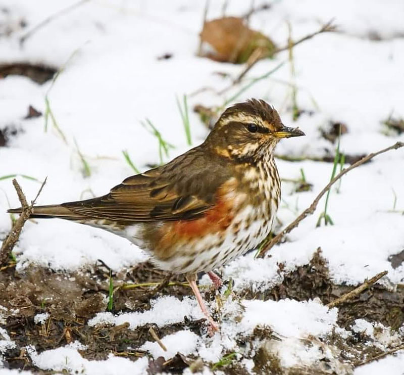 Redwing, visiting from Russia. There are lots of tasty things for me to eat on the Common.