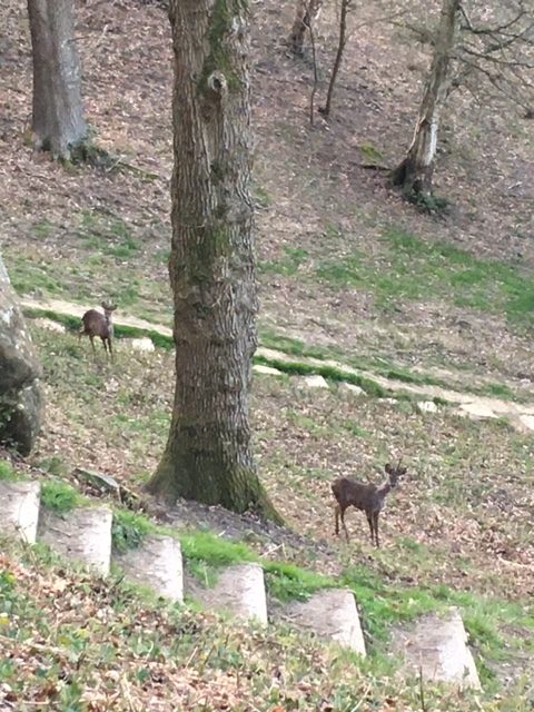 Deer at Happy Valley