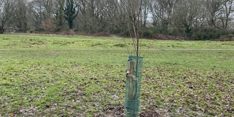 Sapling tree with green protective cover in landscape