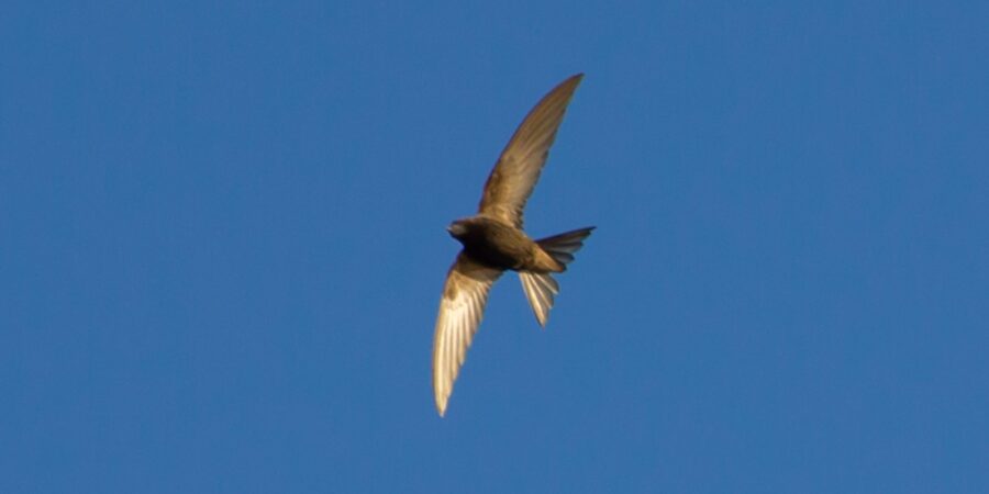 Swift in flight