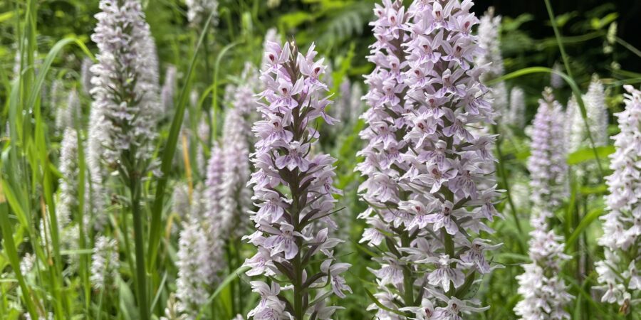 Common Spotted orchids in bloom on Tunbridge Wells Common.