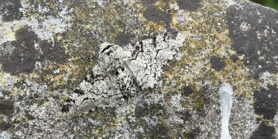 Moth camouflaged on gravestone