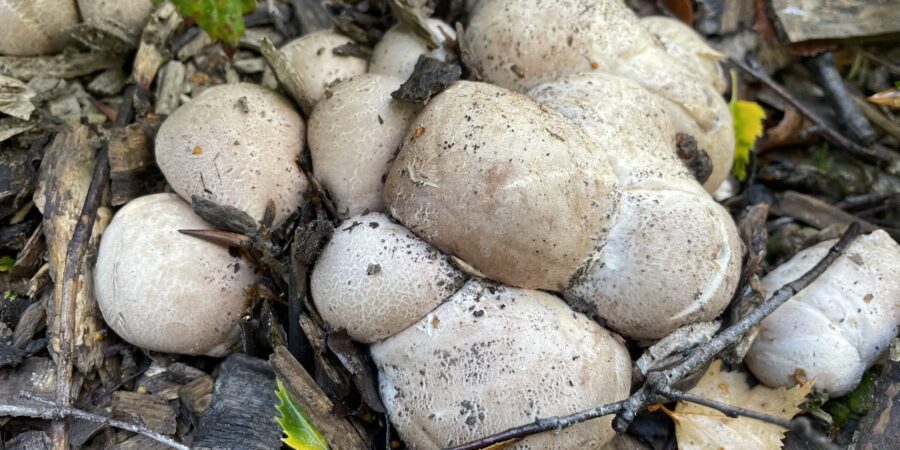 Fungi
