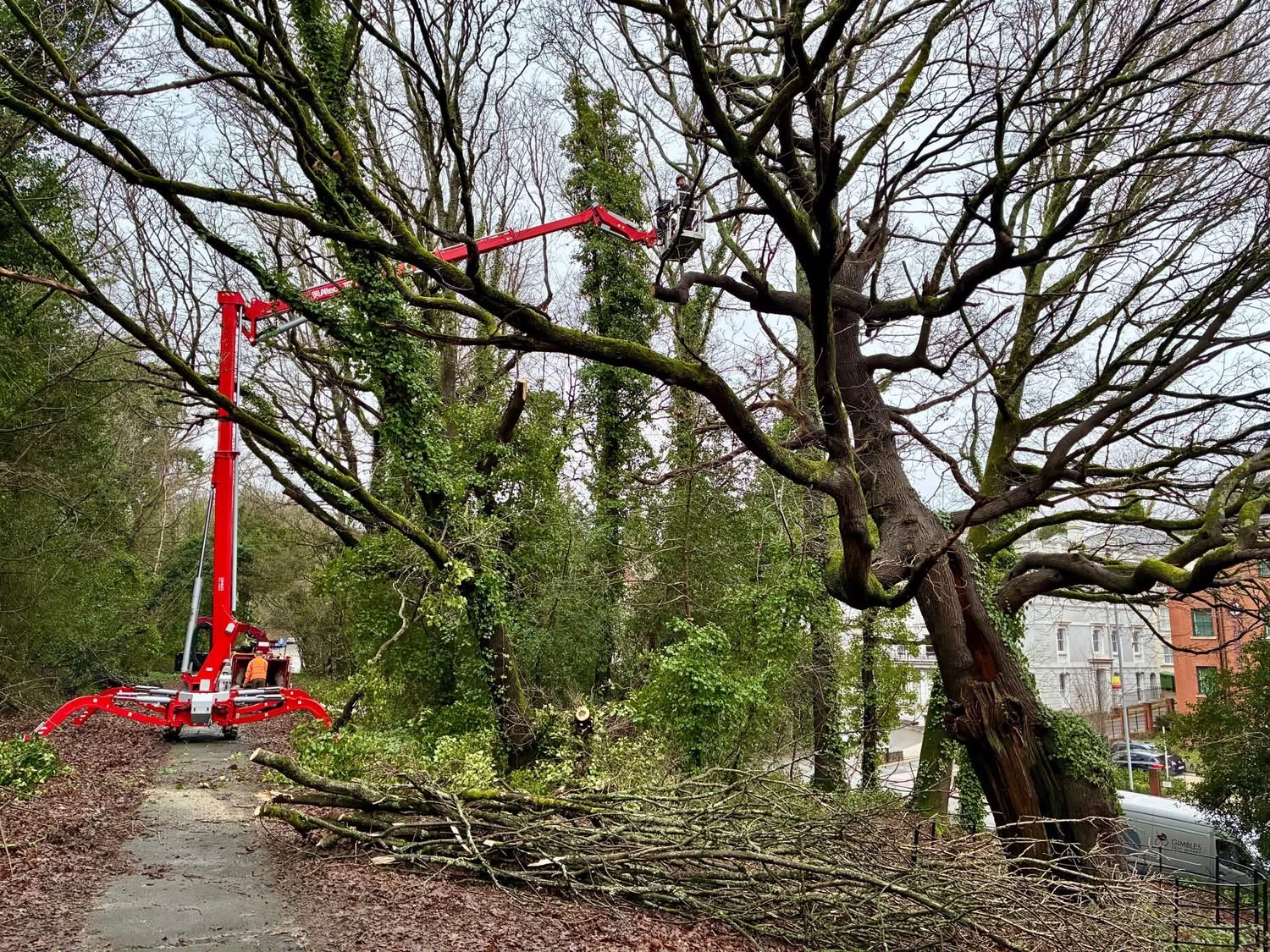 cherry picker enables a tree contractor to cut branches from the Queen Anne oak tree
